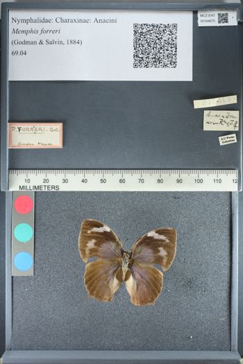 Media type: image;   Entomology 164675